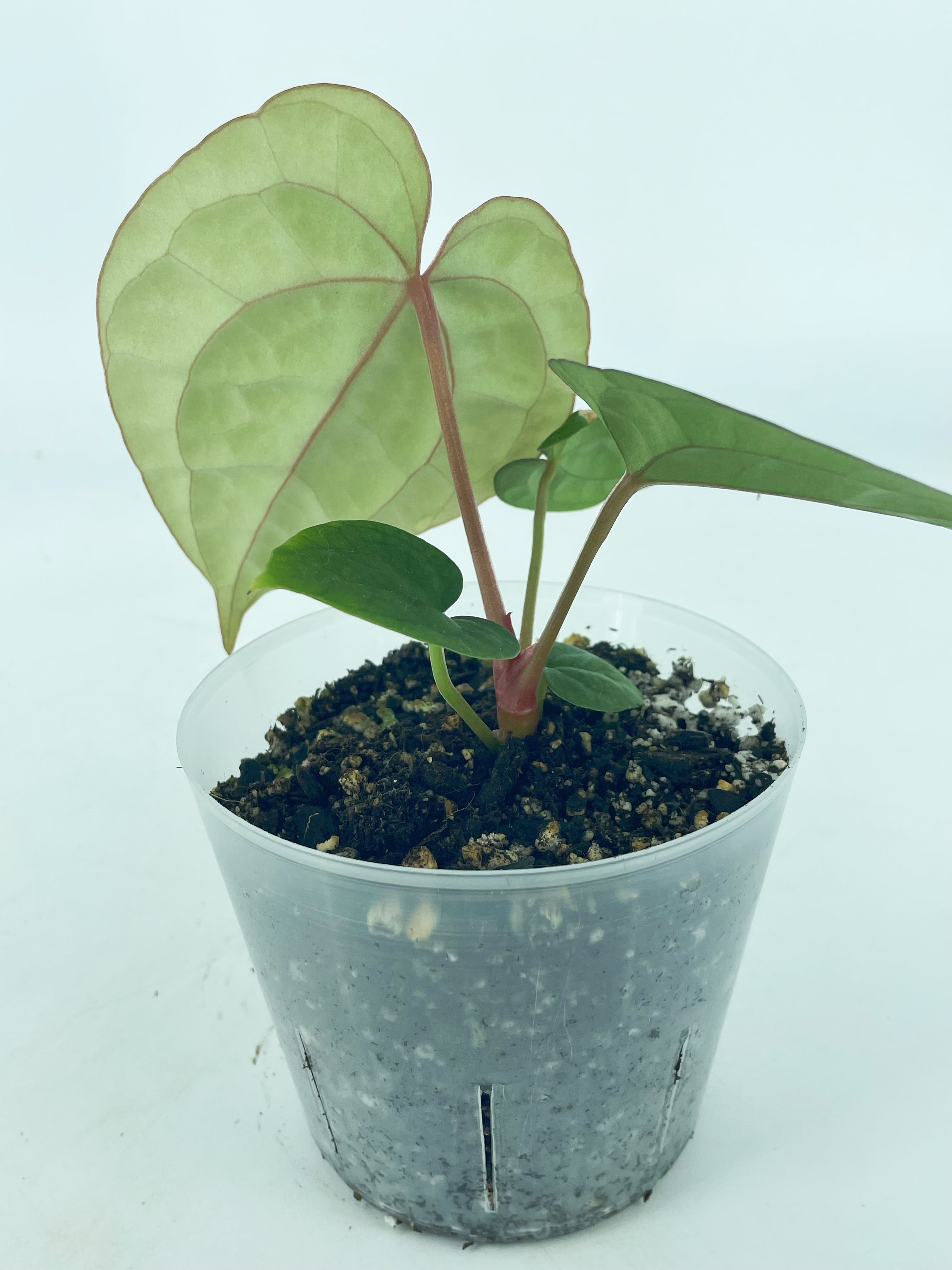 Anthurium Lux x Dark Crystallinum *Multiple Available*