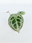 Anthurium Diamond Shield@BC Warehouse