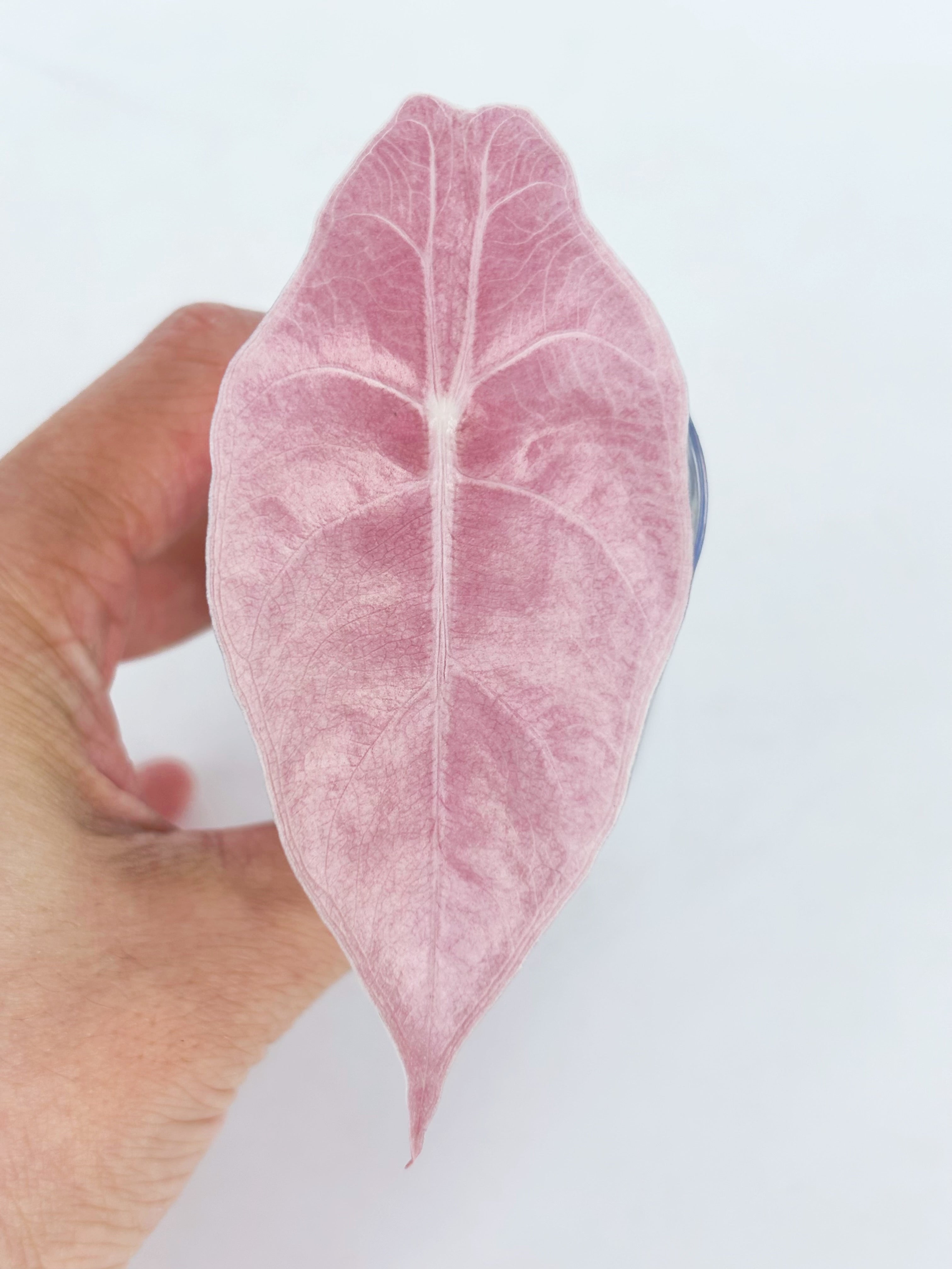 Alocasia Combo (Pink Polly & Chantrieri Pink) Pick Up Only@BC Warehouse