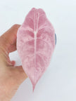 Alocasia Combo (Pink Polly & Chantrieri Pink) Pick Up Only@BC Warehouse