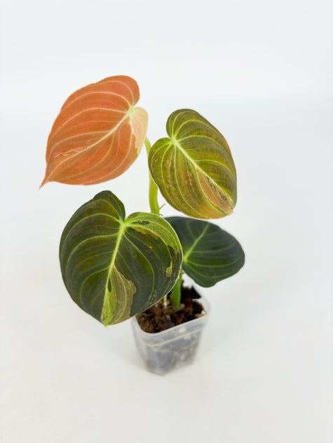 Philodendron Melanochrysum Var@BC Warehouse