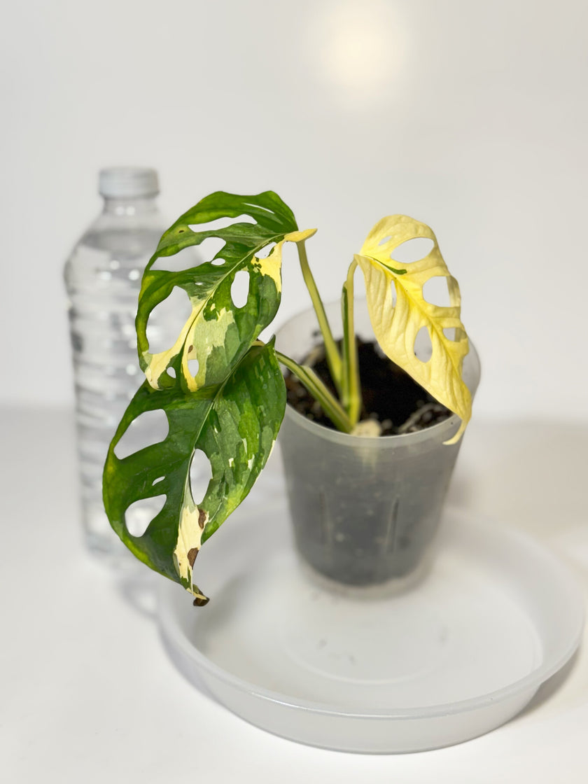 Monstera Adansonii Japanese Tricolor 01c