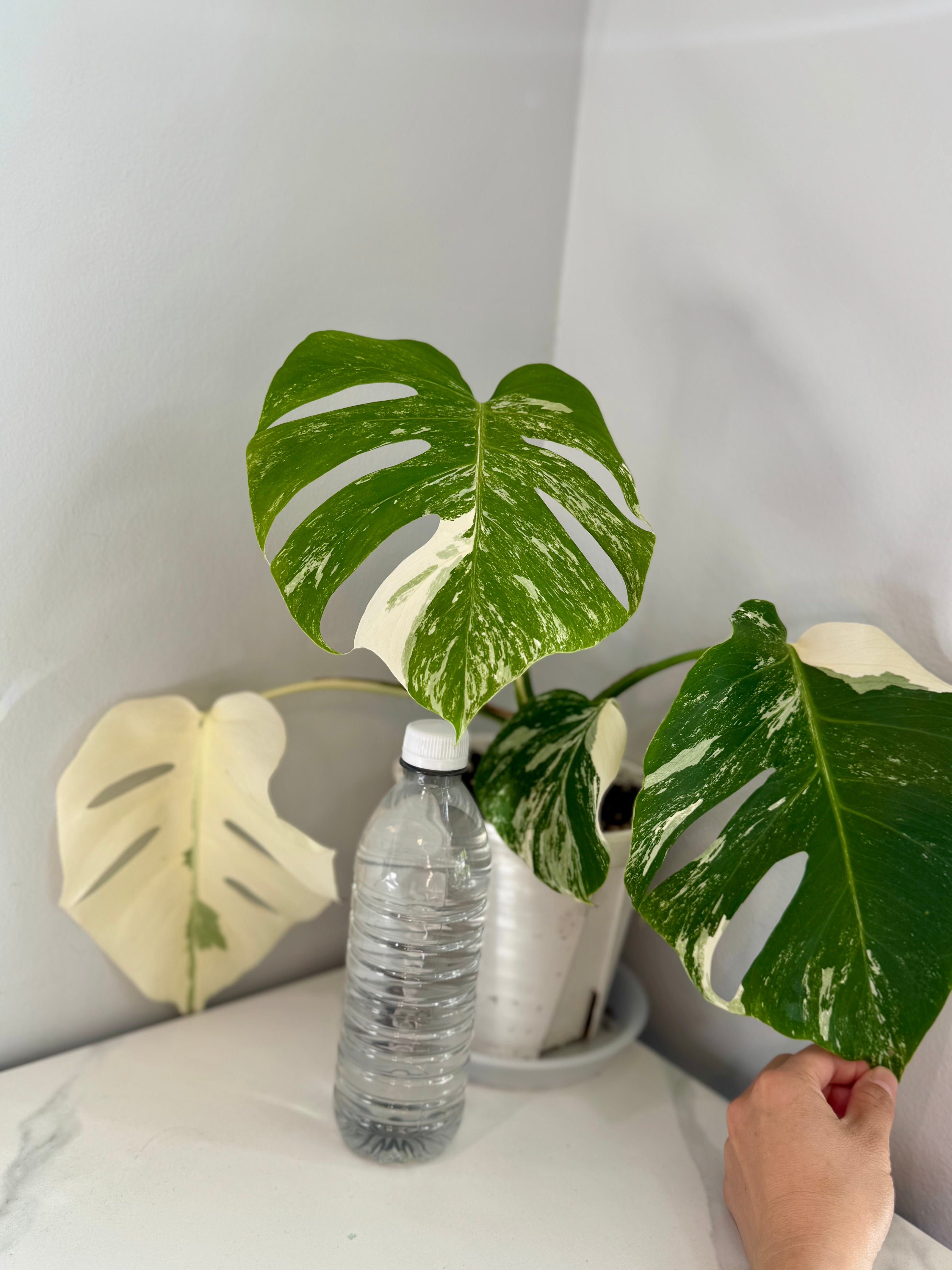 Monstera Albo -Japanese
