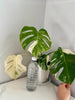 Monstera Albo -Japanese