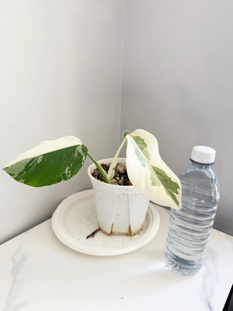 Monstera Albo -Japan