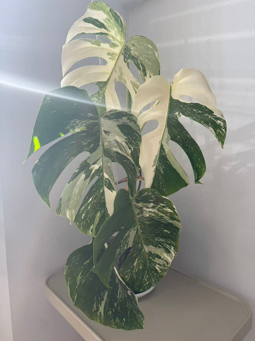 Monstera Albo -Japanese XL (Pick up& GTA Delivery Only)
