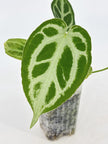 Anthurium Combo (papi fsrl x forgetii df & reverted Crystallinum var)@BC Warehouse