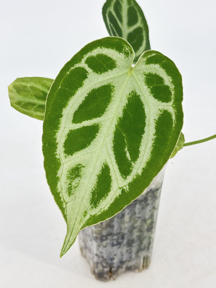 Anthurium Combo (papi fsrl x forgetii df & reverted Crystallinum var)@BC Warehouse