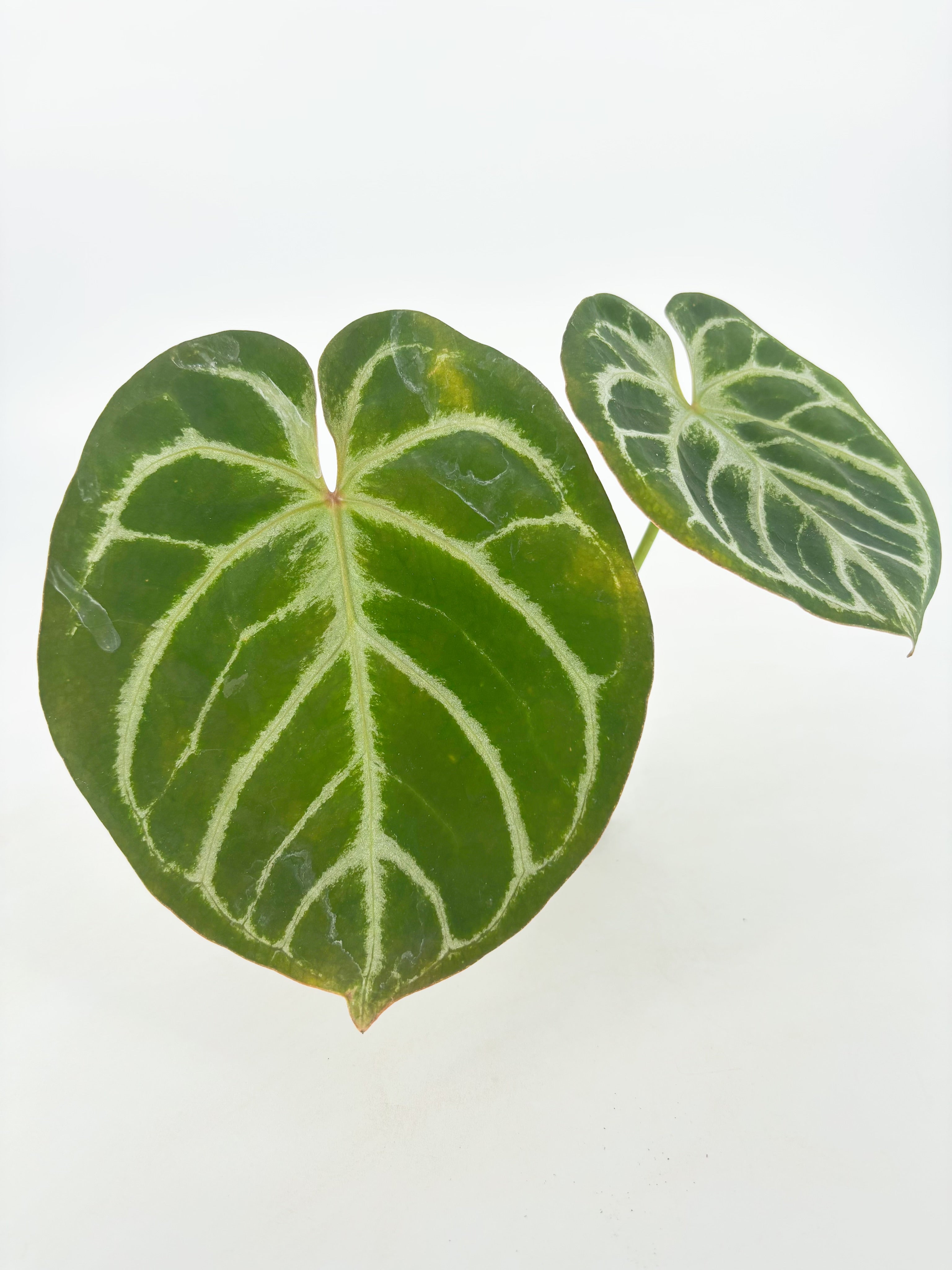 Anthurium HUxRC@BC Warehouse