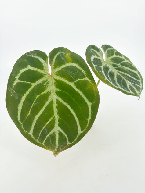 Anthurium HUxRC@BC Warehouse