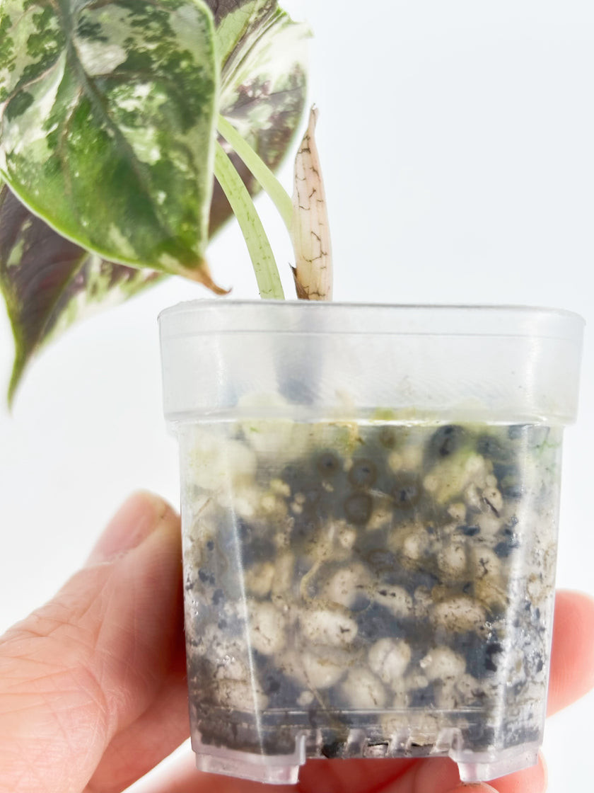 Alocasia Azlanii pink/albo@BC Warehouse