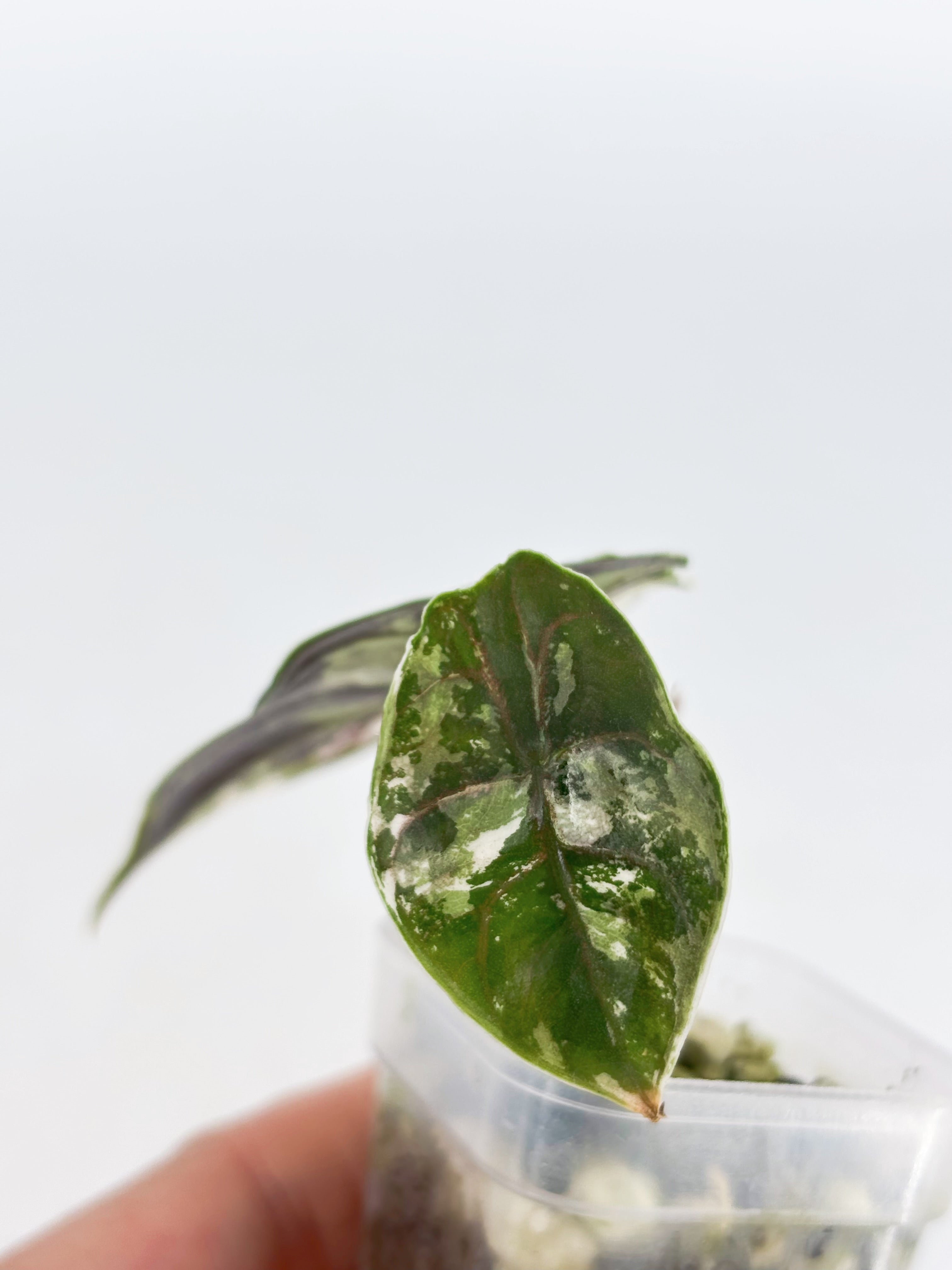 Alocasia Azlanii pink/albo@BC Warehouse