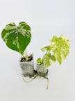 Monstera Combo(Bulbasaur &Legacy) @BC Warehouse