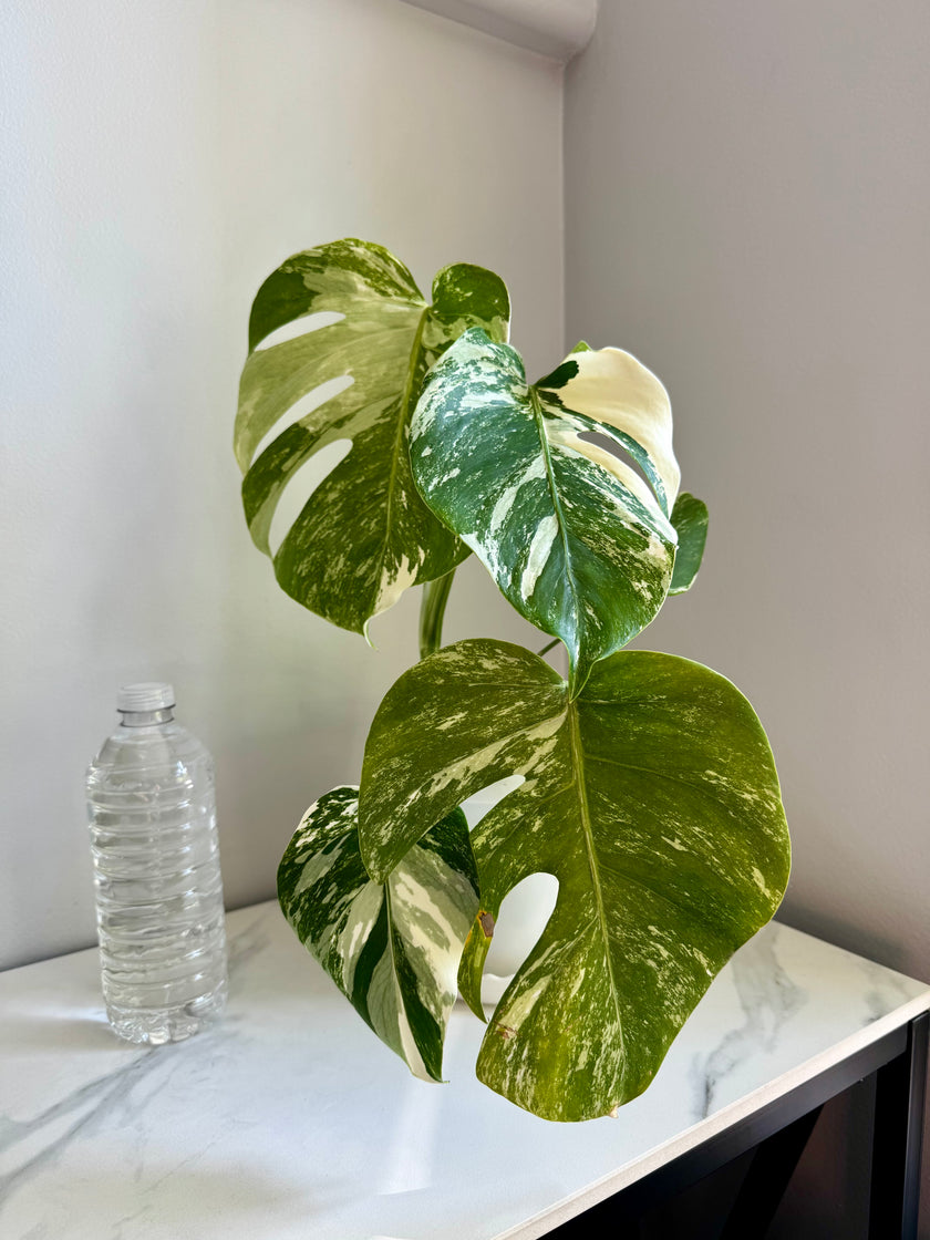 Monstera Albo