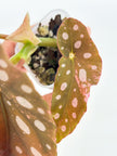 Begonia Maculata Pink@BC Warehouse