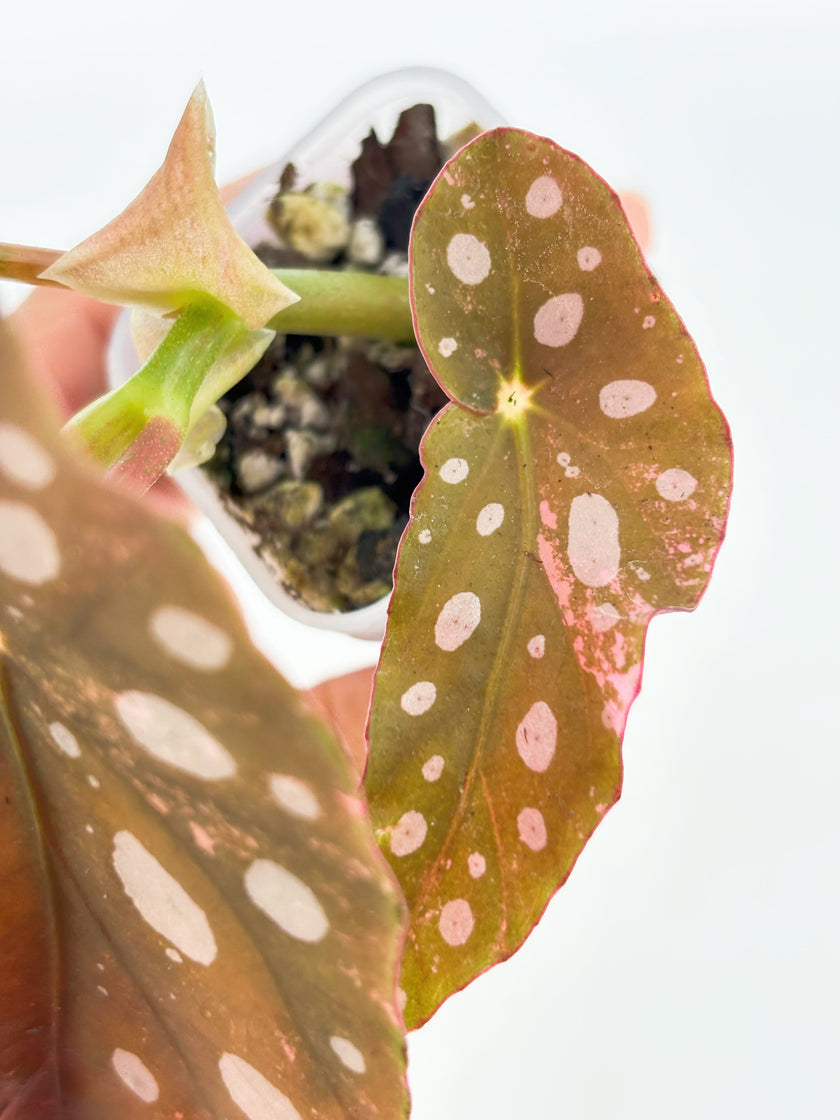 Begonia Maculata Pink@BC Warehouse