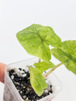 Alocasia Jacklyn Variegated -Aurea