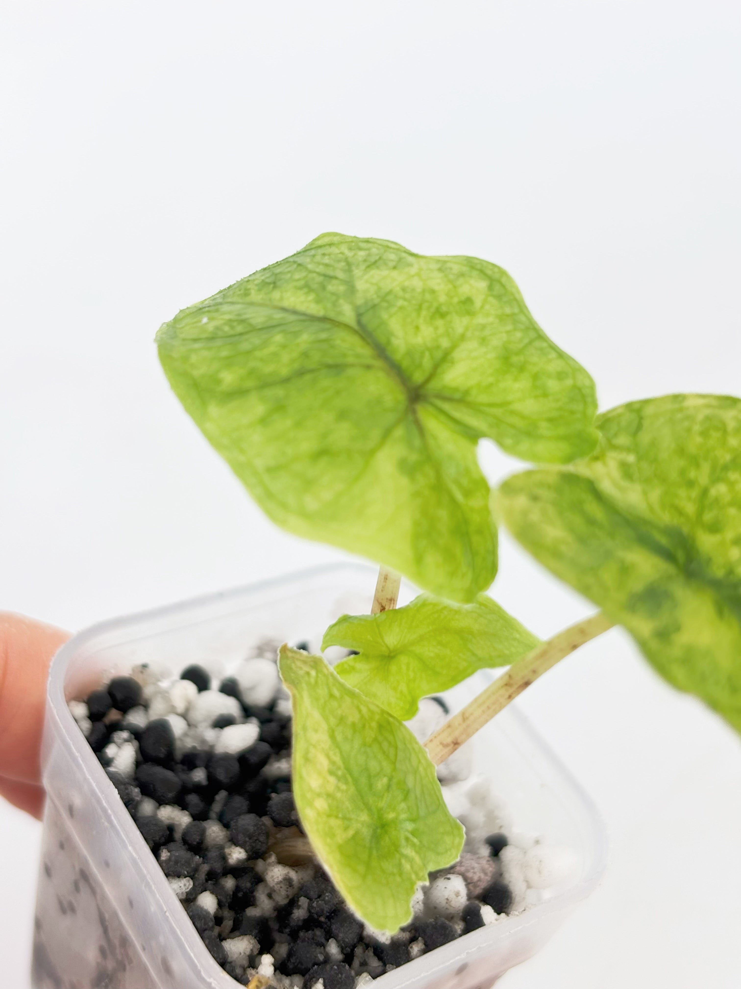 Alocasia Jacklyn Variegated -Aurea