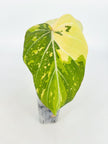 Philodendron Gloriosum Tricolor@BC Warehouse