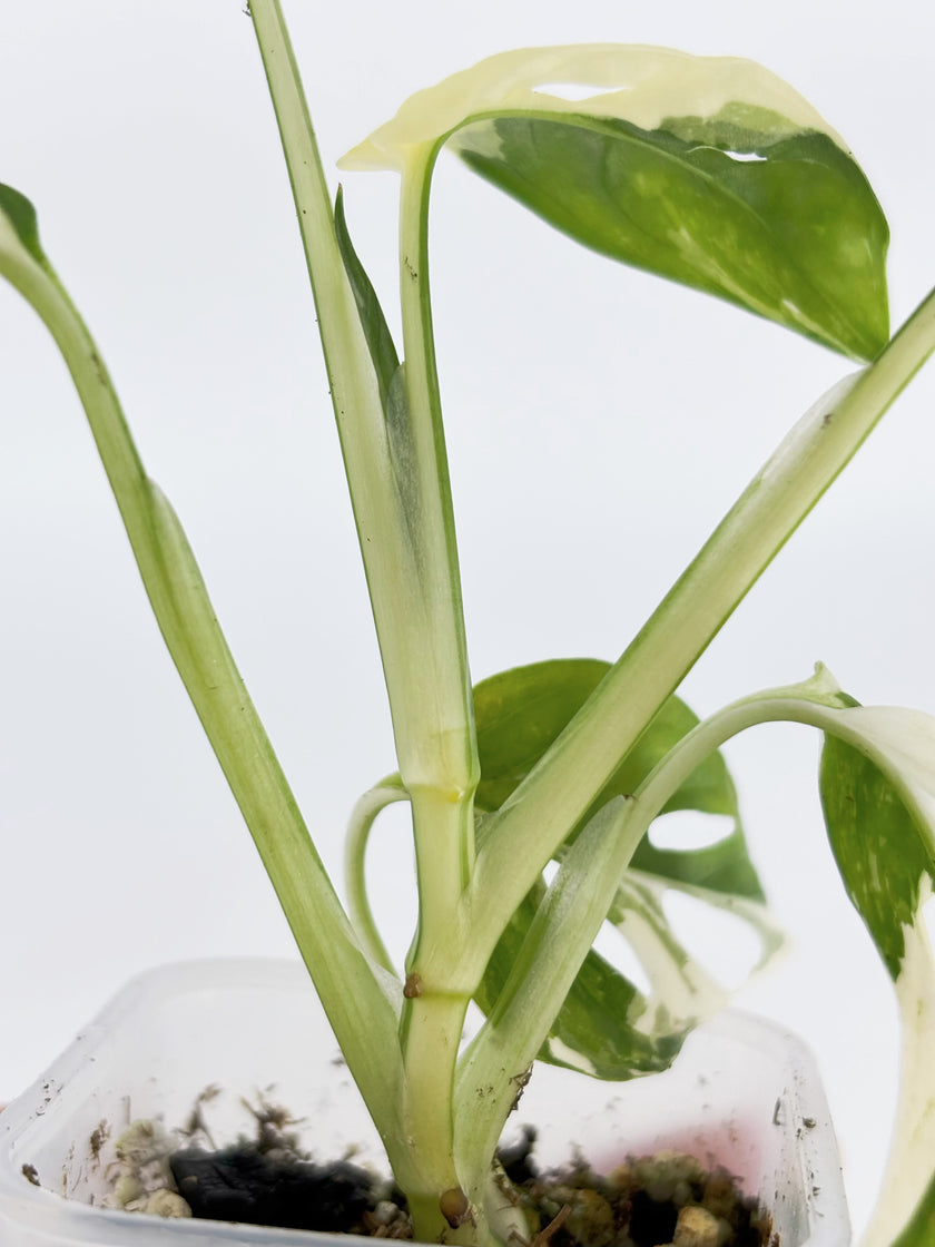 Monstera Adansonii Tricolor@BC Warehouse