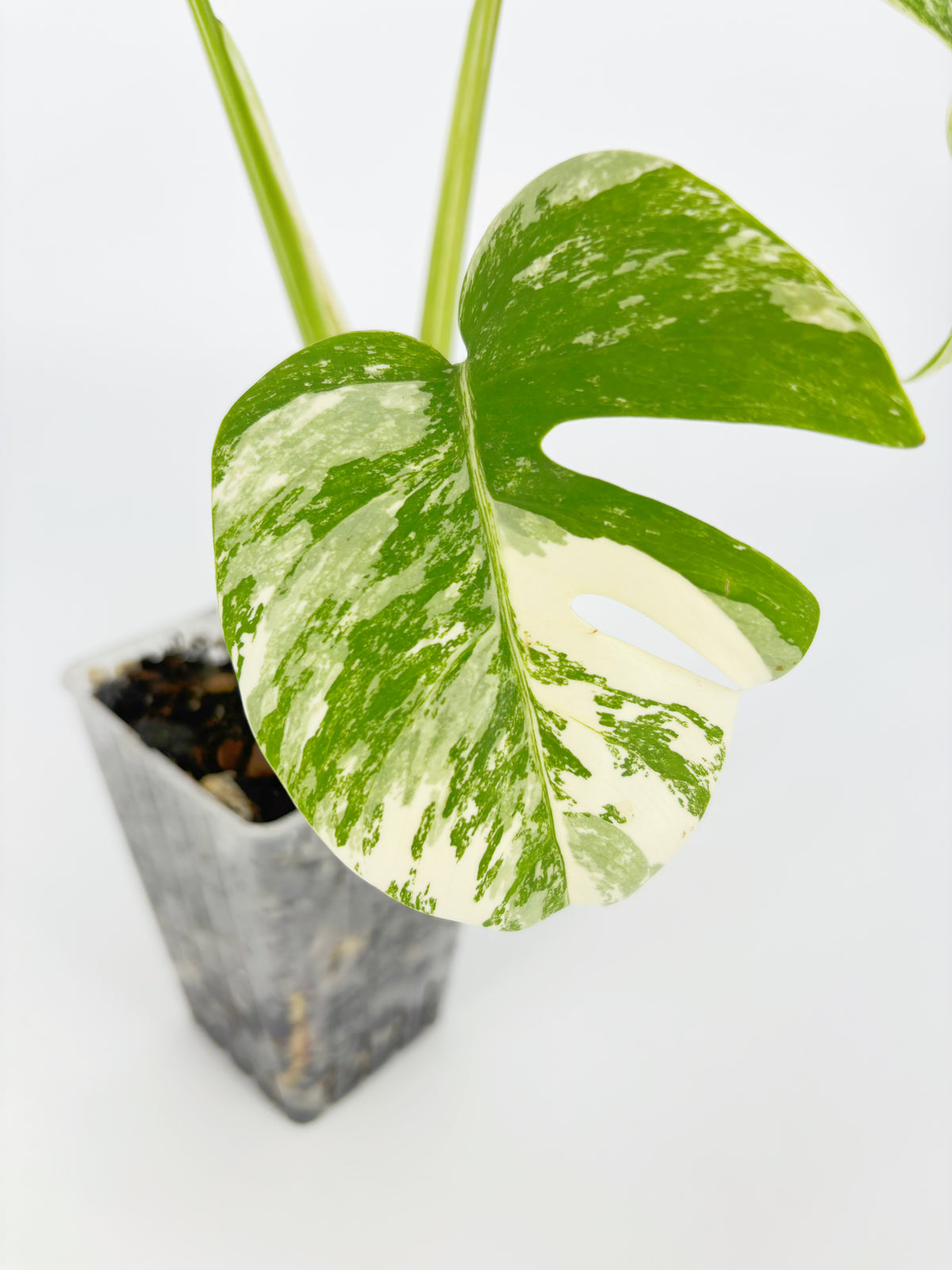 Monstera Albo Holland @BC Warehouse