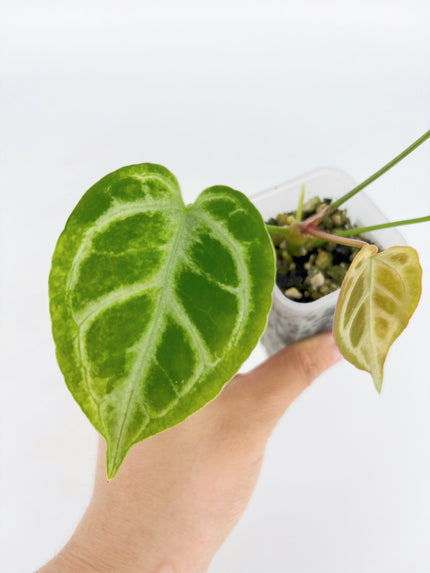 Anthurium Crystallinum Var @BC Warehouse