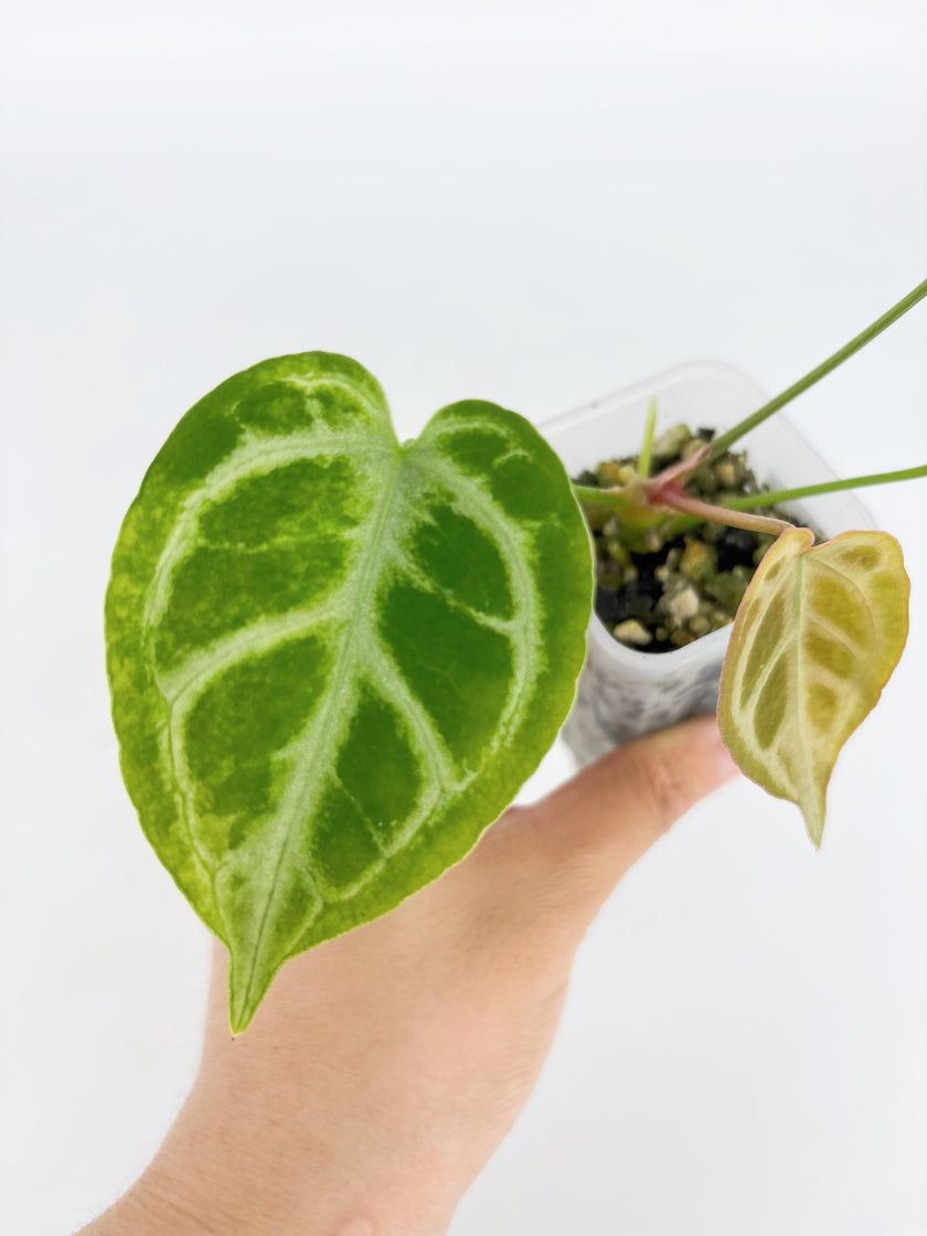 Anthurium Crystallinum Var @BC Warehouse