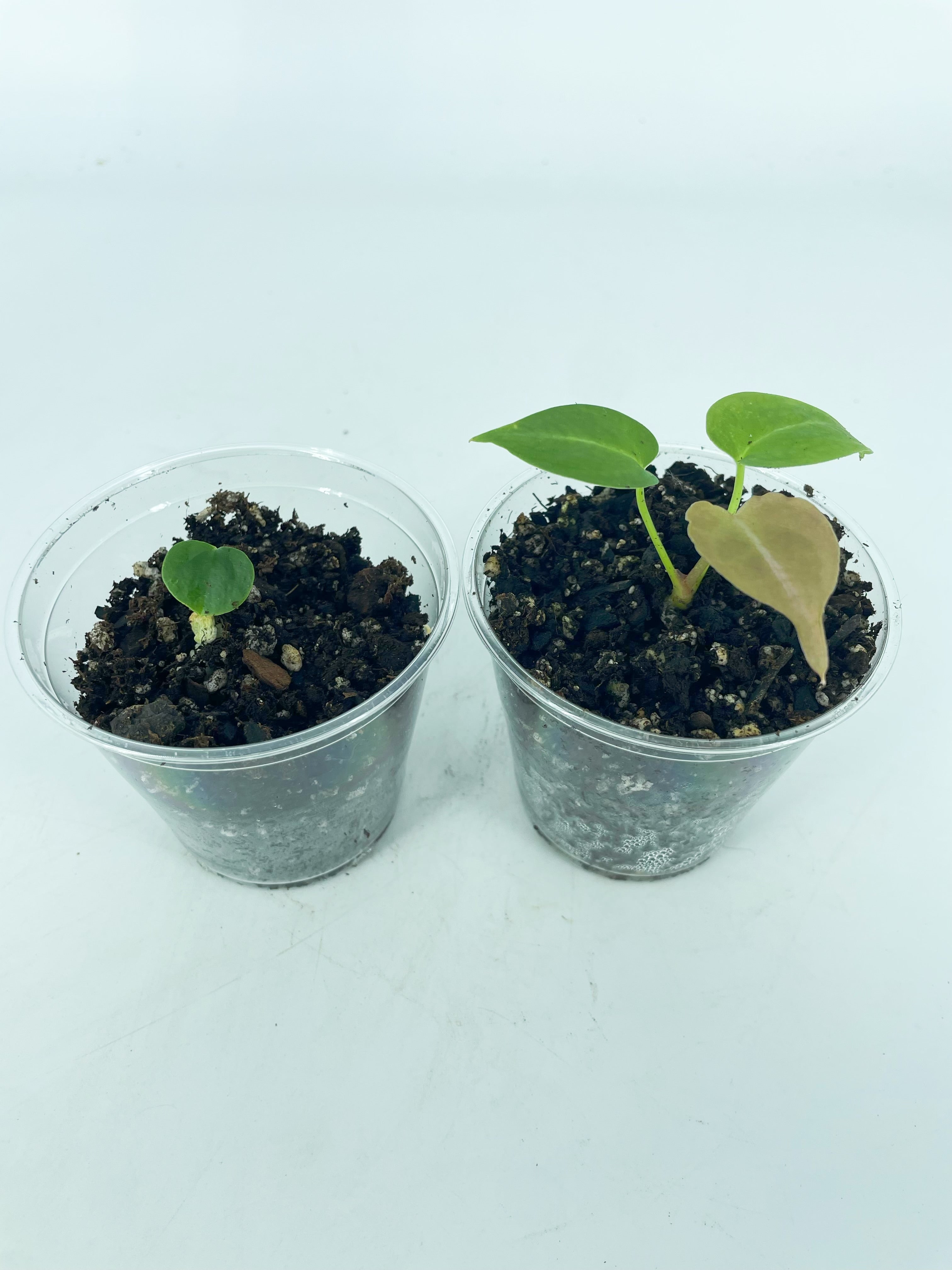 Anthurium Hybrid Seedling Combo (Multiple Available)