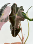 Alocasia Nobilis Pink K form@BC Warehouse