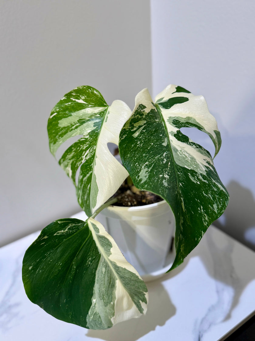 Monstera Albo -Japanese