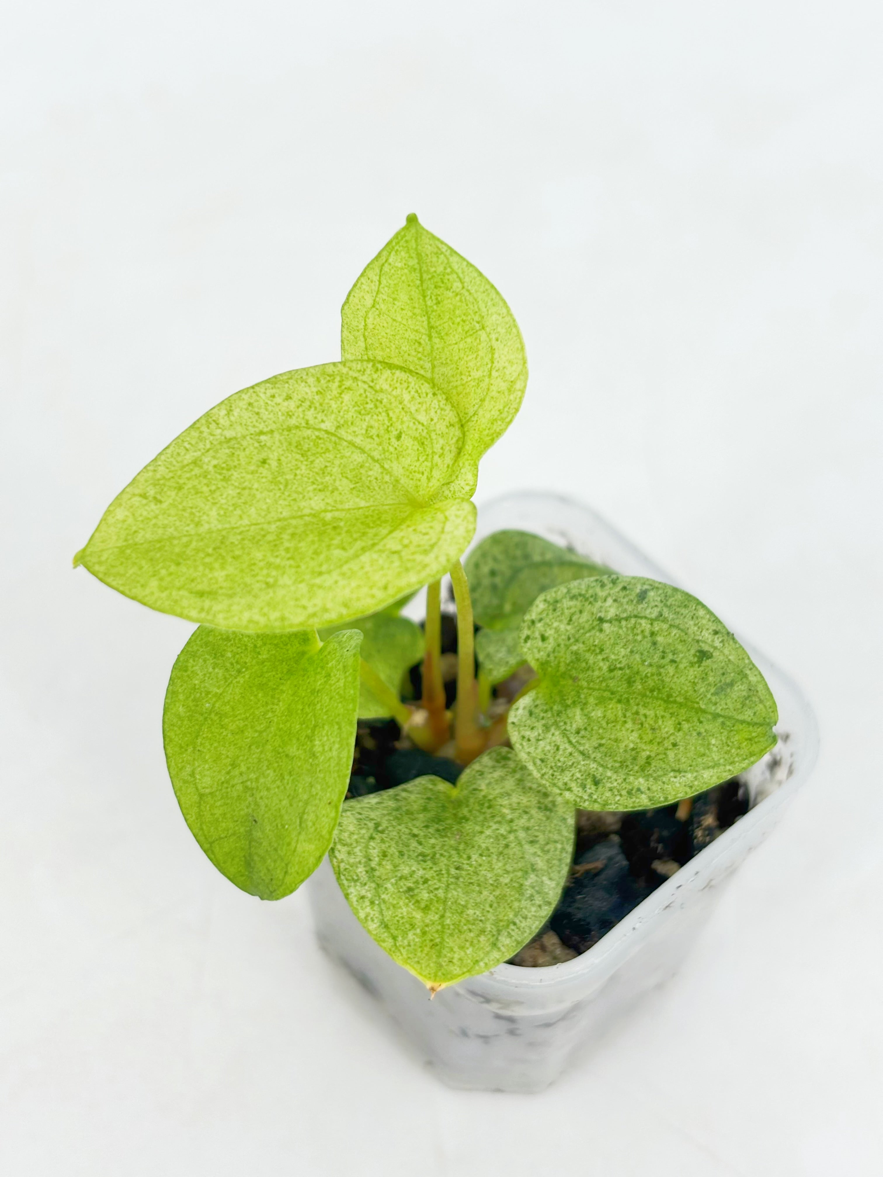 Anthurium Dark Phoenix Mint@BC Warehouse