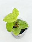 Anthurium Dark Phoenix Mint@BC Warehouse