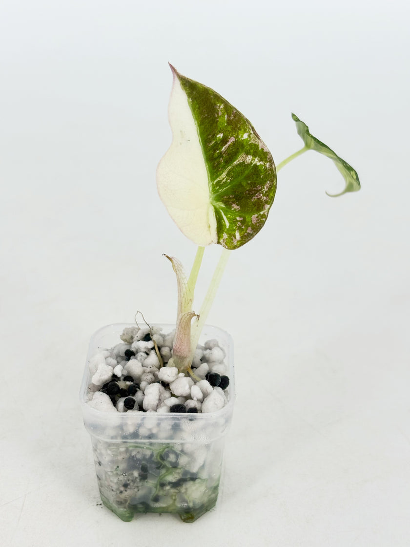 Alocasia Pink Combo@BC Warehouse