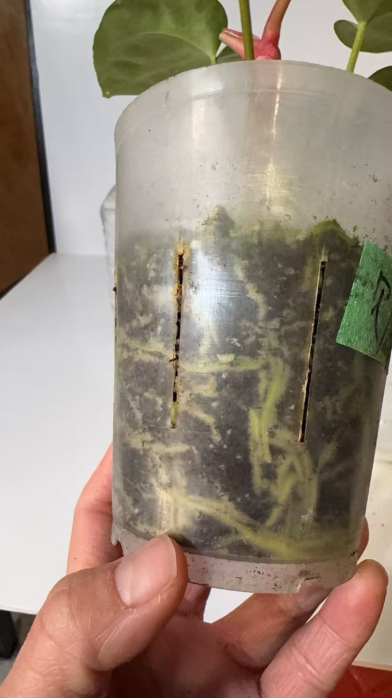 Anthurium Besseae x Dark Forgetii