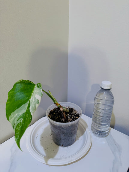 Monstera Albo -Japan