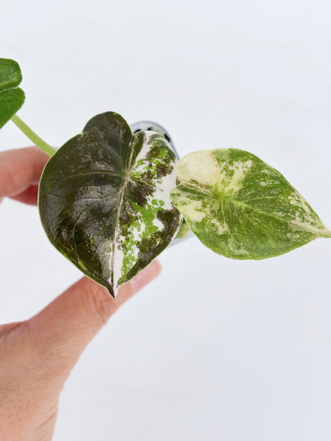 Alocasia Wentii Albo/Pink @BC Warehouse