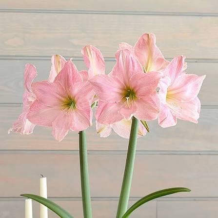 Planted Amaryllis Limited Edition