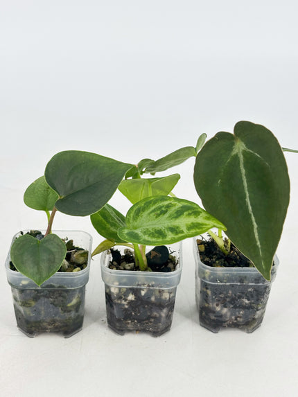 Anthurium Combo (Silver Blush, Forgetii self, Lux self) @BC Warehouse