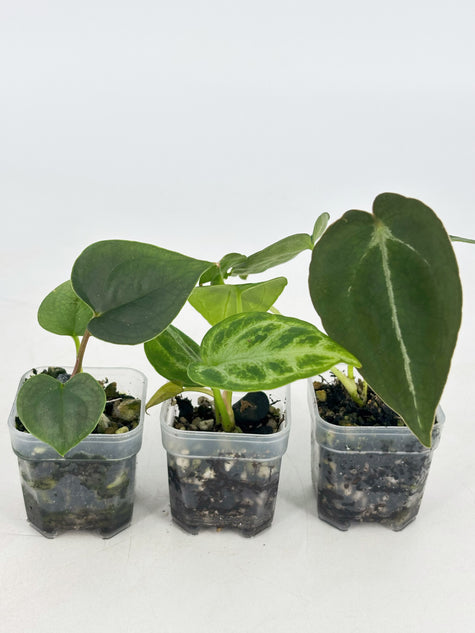 Anthurium Combo (Silver Blush, Forgetii self, Lux self) @BC Warehouse