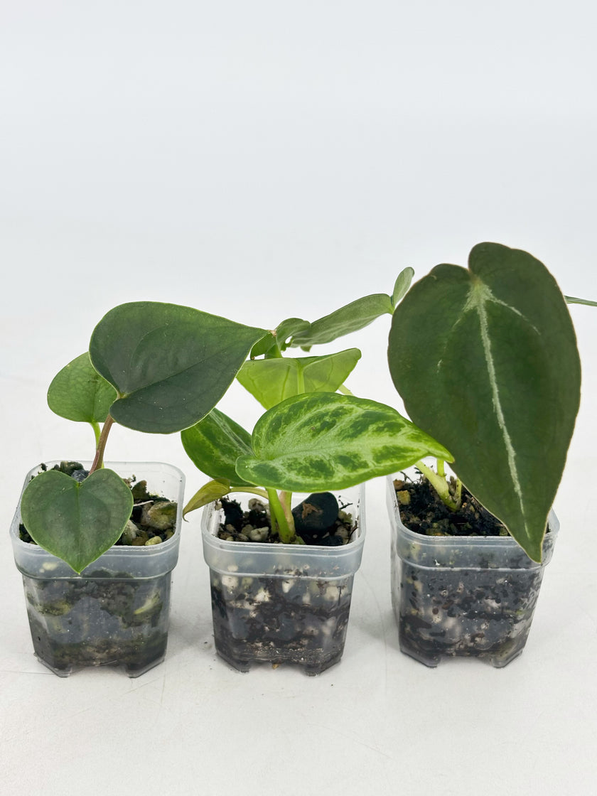Anthurium Combo (Silver Blush, Forgetii self, Lux self) @BC Warehouse