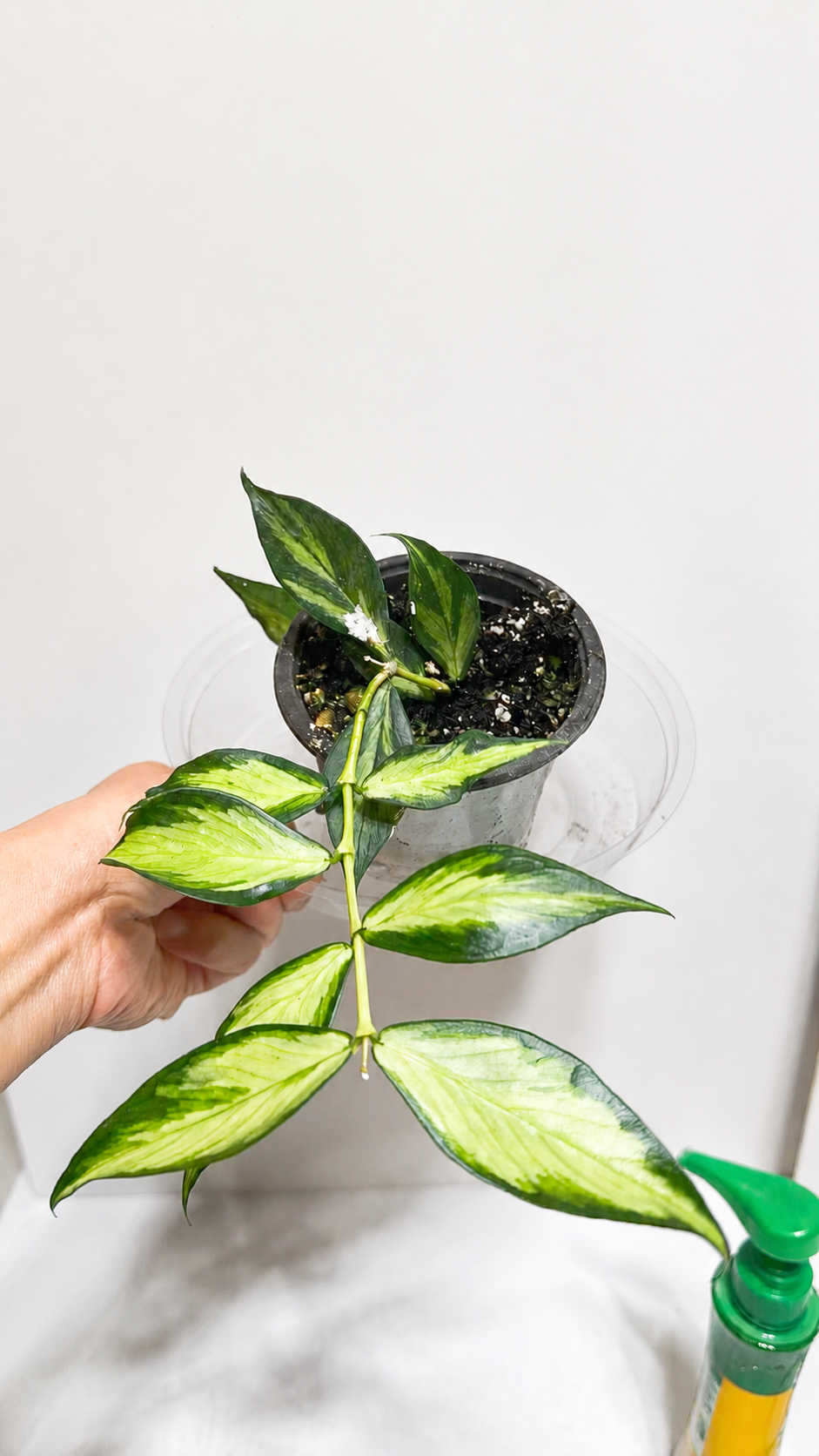 Hoya Polyneura Inner Variegated (Fishtail)@Markham Warehouse