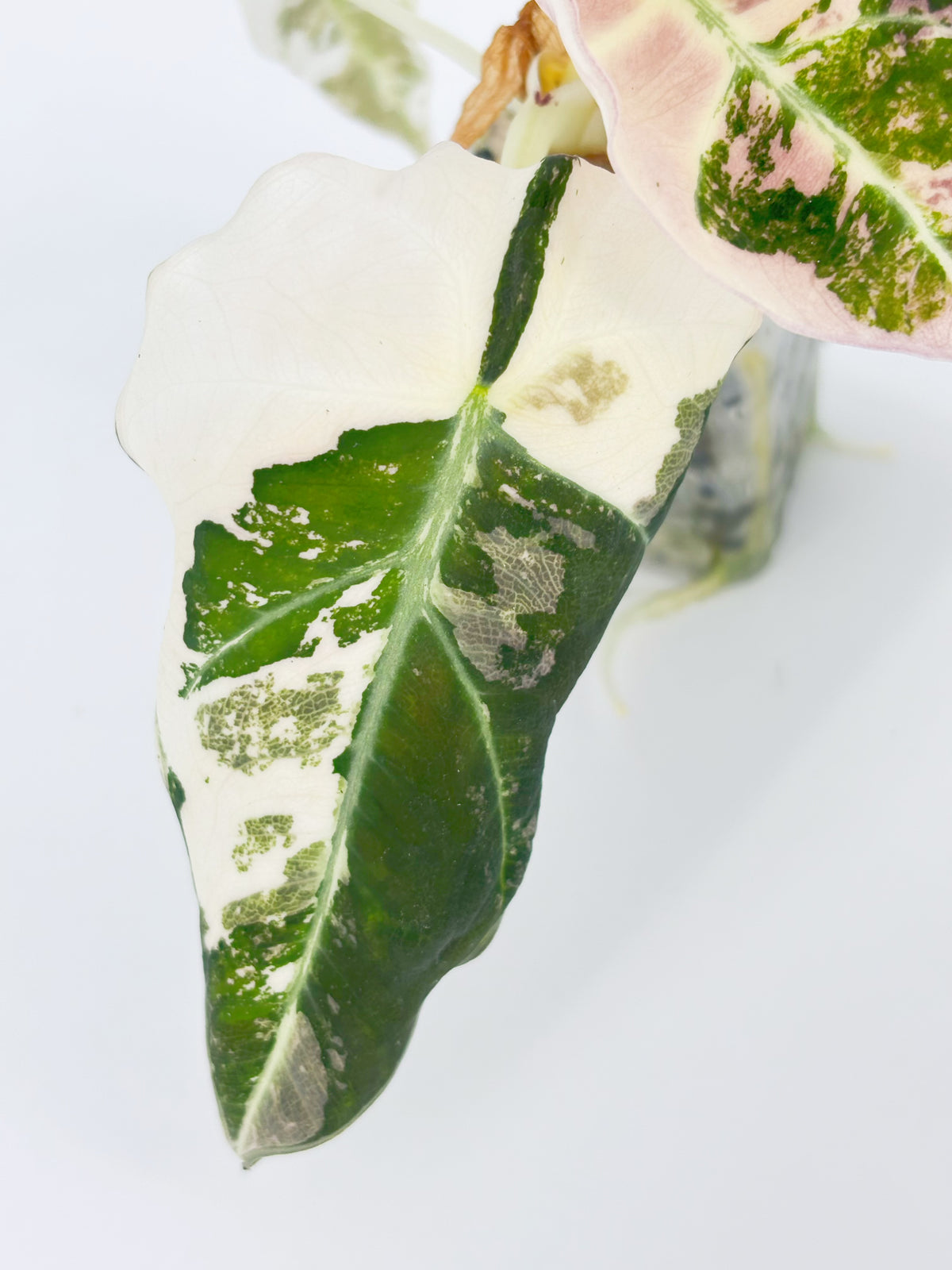 Alocasia Pink Combo@BC Warehouse