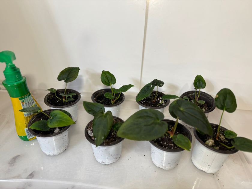 Anthurium Papi FS x RL x Forgetii dark *Multiples Available Ramdom Selection*