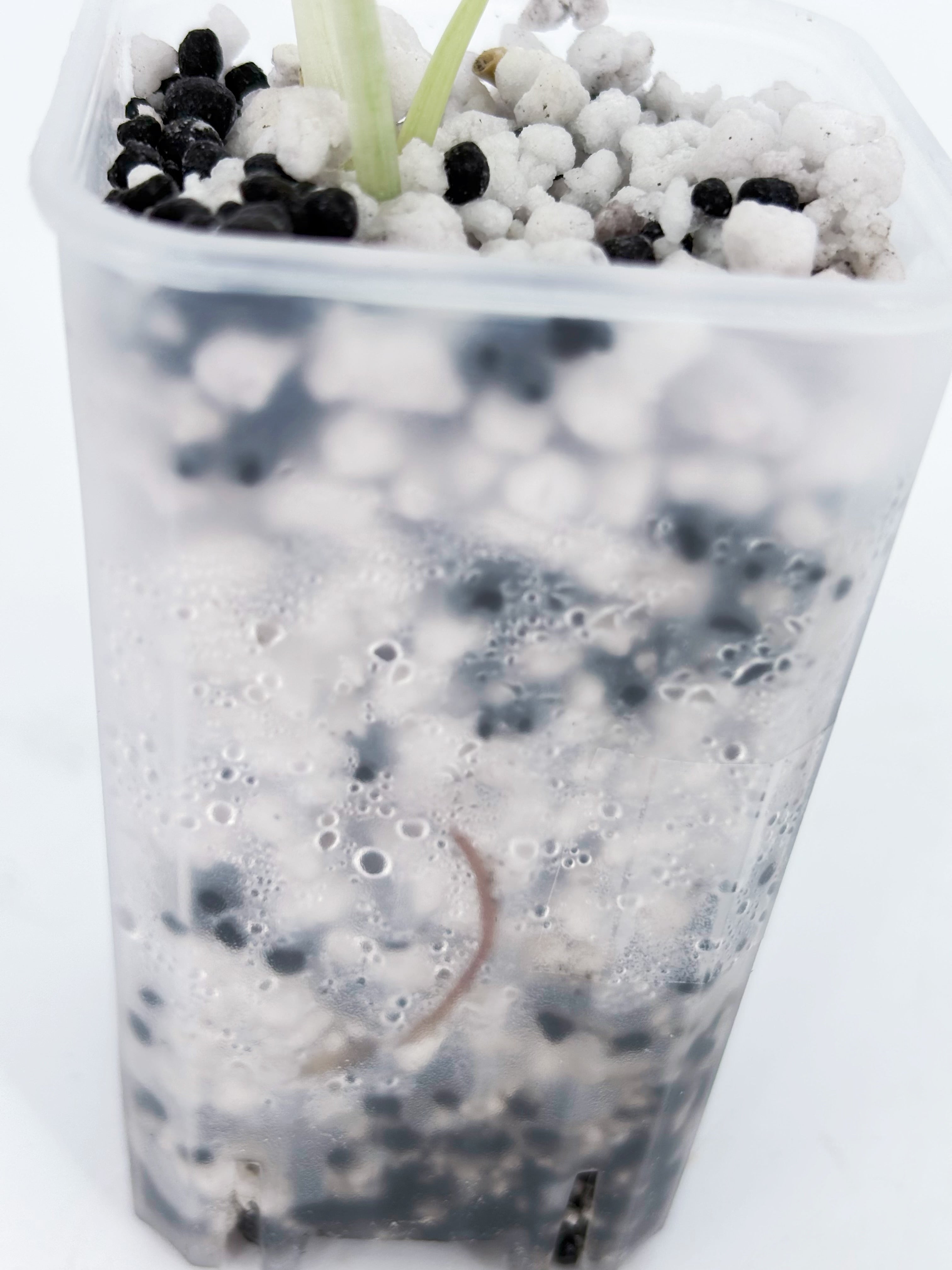 *Grower’s Choice* Alocasia Cuprea -Super Pink