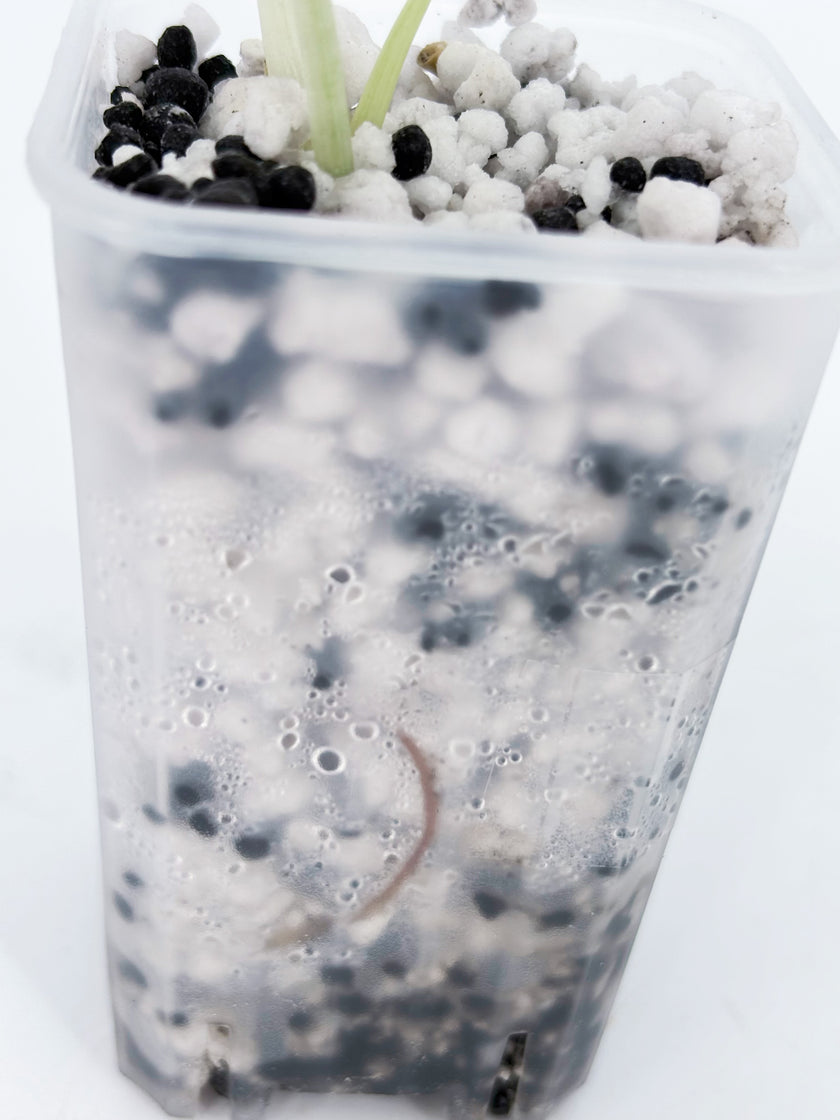 *Grower’s Choice* Alocasia Cuprea -Super Pink