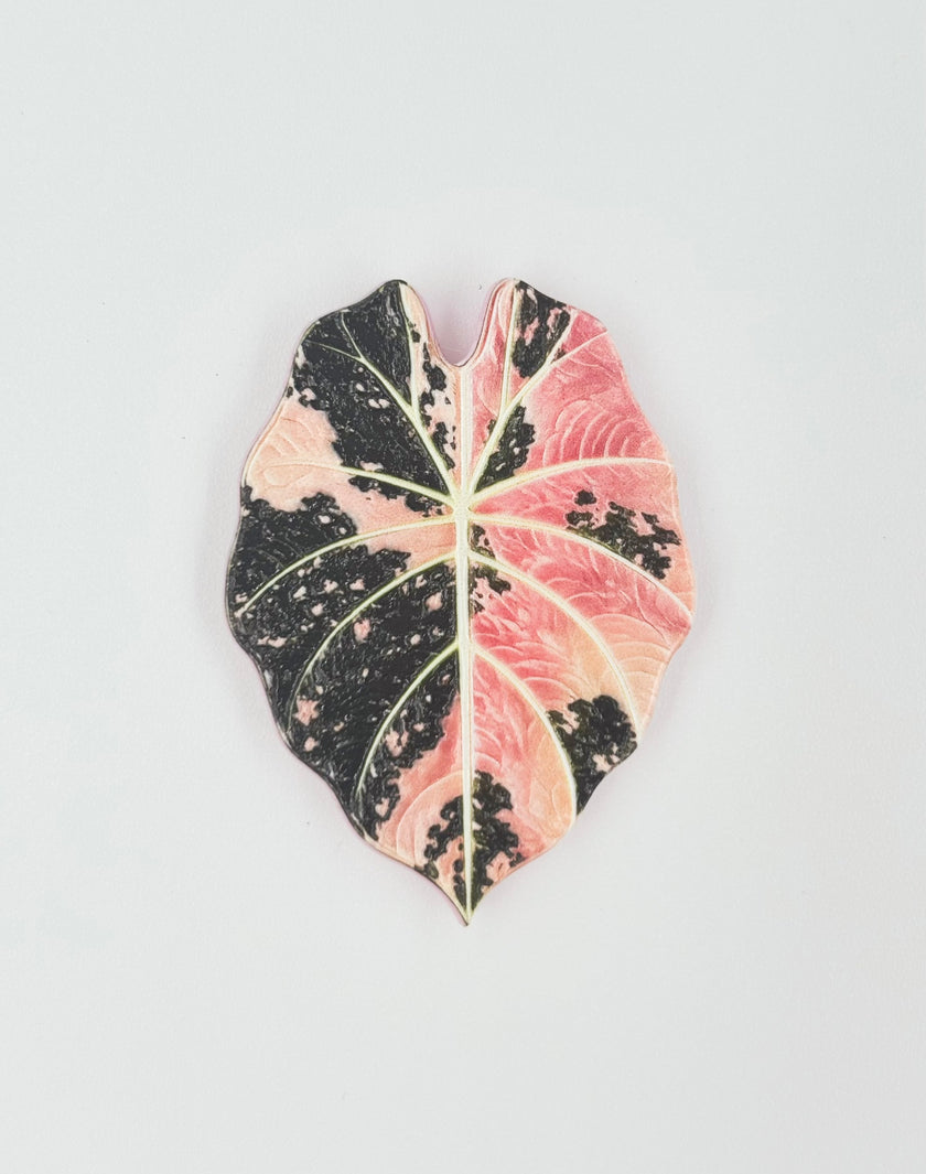 Tropical Leaf Magnet — Alocasia Series
