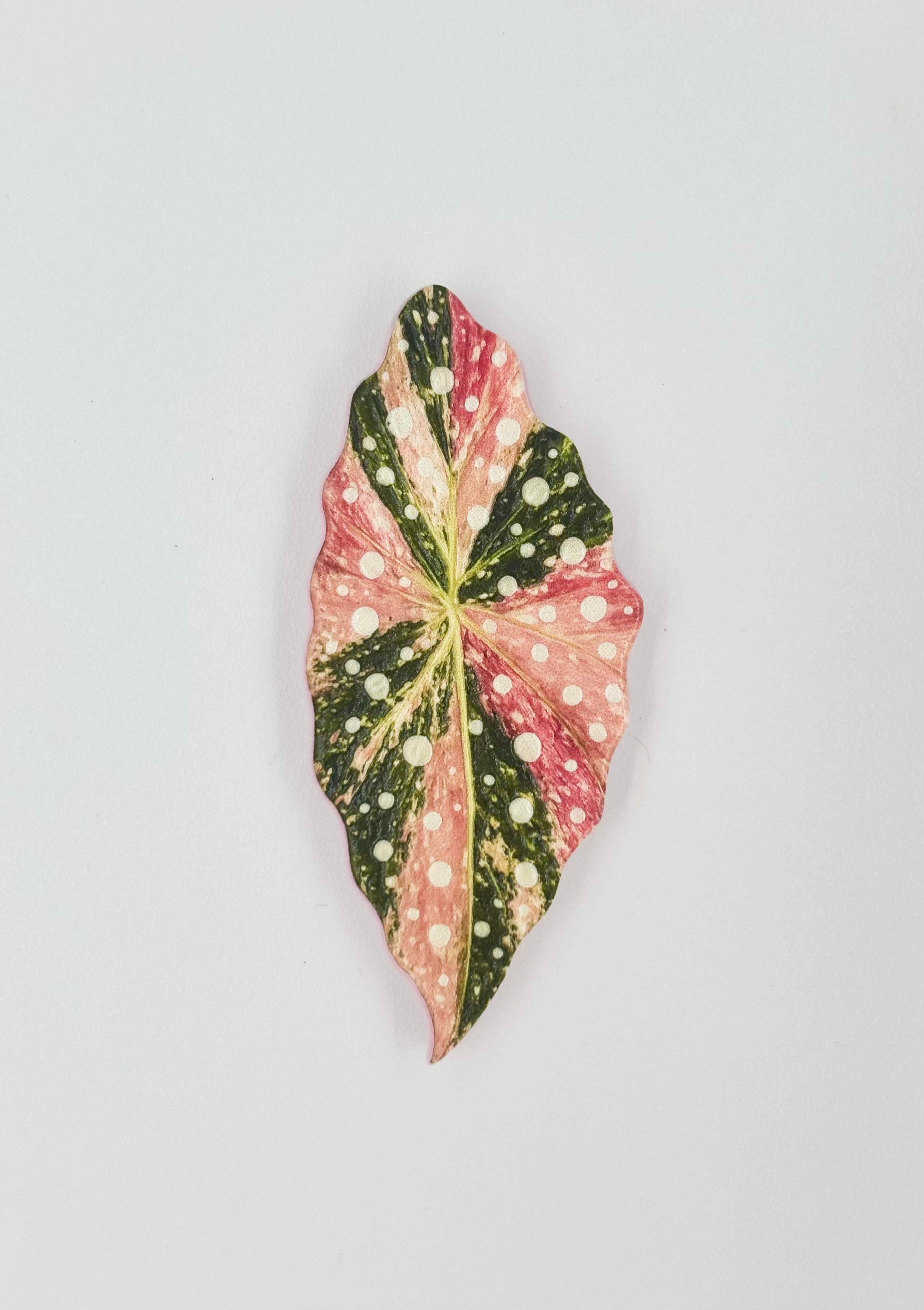 Tropical Leaf Magnet — Begonia Series