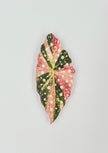 Tropical Leaf Magnet — Begonia Series