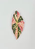 Tropical Leaf Magnet — Begonia Series