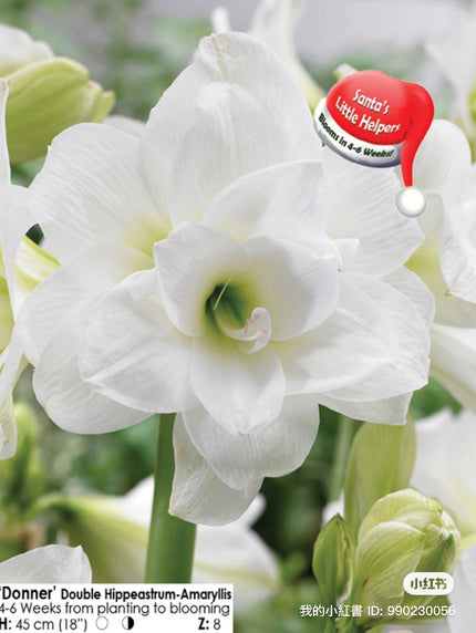 Donner Amaryllis Bulb